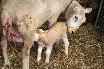 Lamb just born