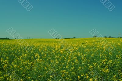 sea of rape
