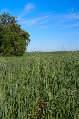 young wheat