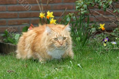 Big red cat sitting outdoors