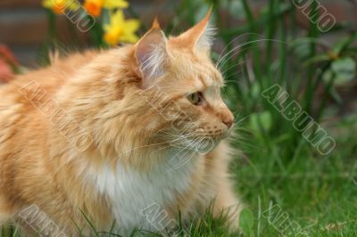 Beautiful red cat