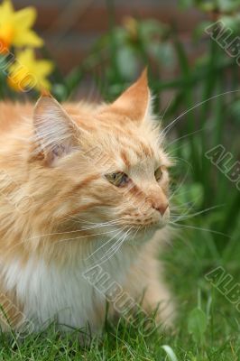 Longhaired cat
