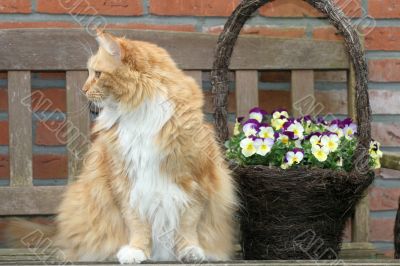 Cat and flowerbasket