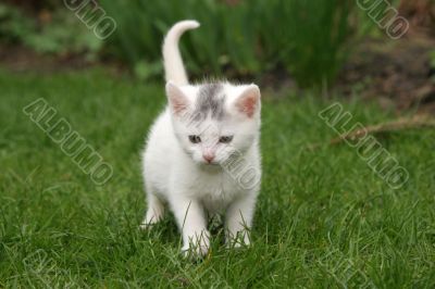 Alone in the garden