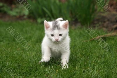 Little white kitten