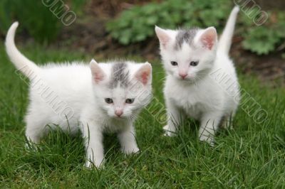 Two white kittens