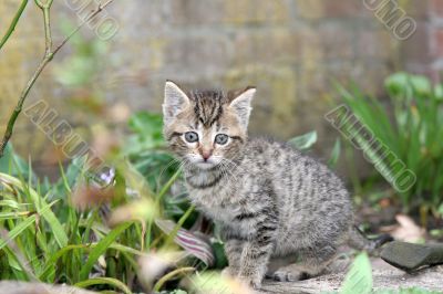 Little explorer 2