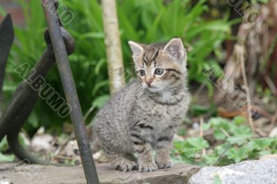 Little explorer