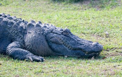 Alligator 5