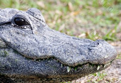 Alligator 6