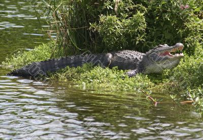 Alligator Sunning