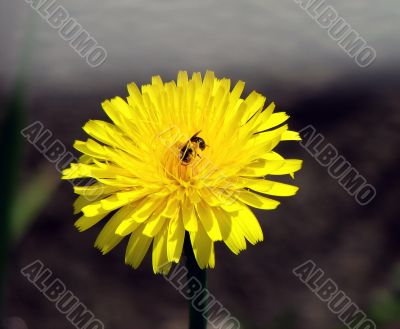 Bee in Daisy