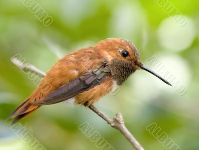 Bird on Twig