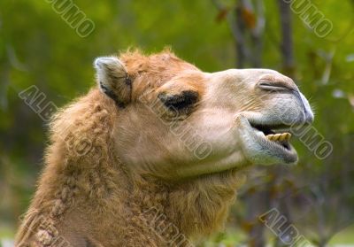 Camel