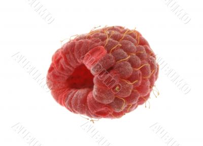 single raspberry  on white
