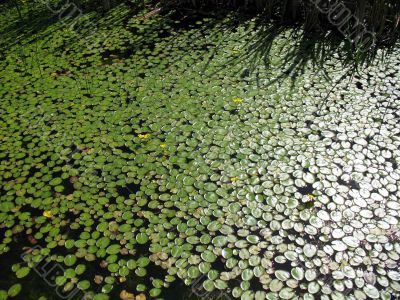 Lily pads and shadows of bulrushes