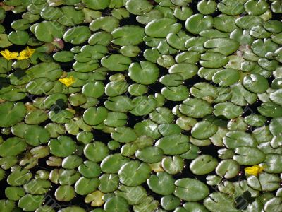 Lily pads with yellow flowers