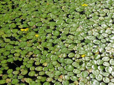 Lily pads and yellow flowers