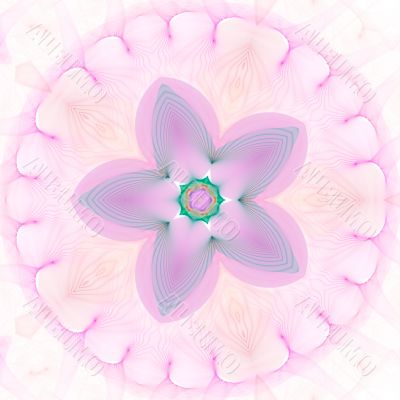 Star Flower against White