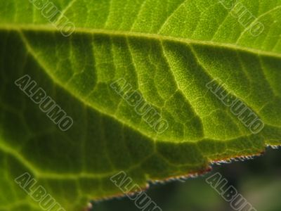 a semi-transparent green leaf on a sunlight