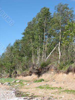 birch forest on the coast