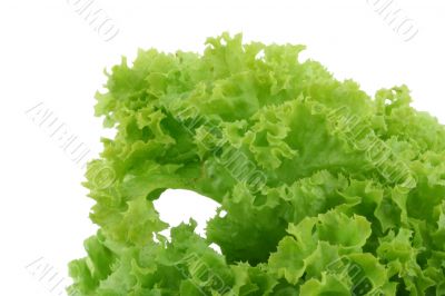 crispy lettuce on white