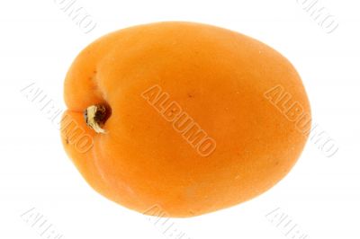 apricot