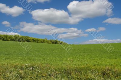 summer landscape