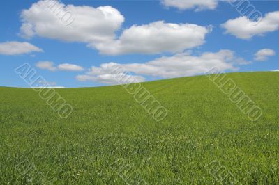 summer landscape