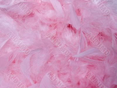 pink feathers