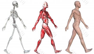 Skeleton & Muscles of a Human Male