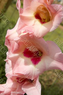 gladiola