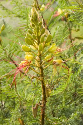 bird of paradise bush