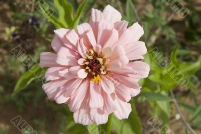 desert zinnia