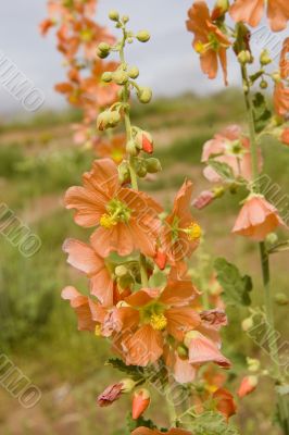 hollyhock