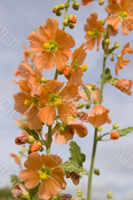 hollyhock