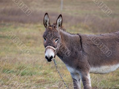 Donkey