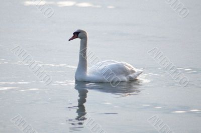 Swimming Swan