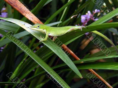 Anole on leaves