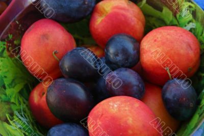 Plums and Nectarines