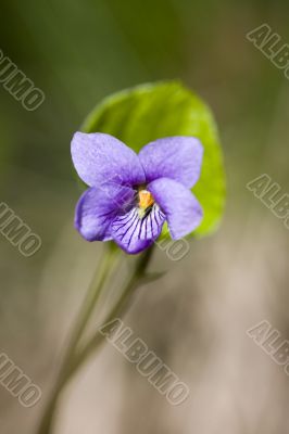Wood violet