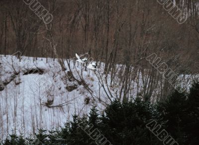 Birds of Forest Snow