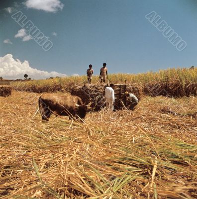 Harvesting People with Cow