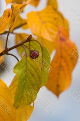 Typical shades of autumn