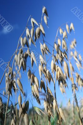 Oat Backgrounds