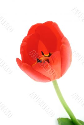 developed tulip on white