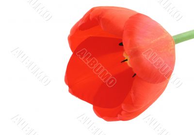 developed tulip on white