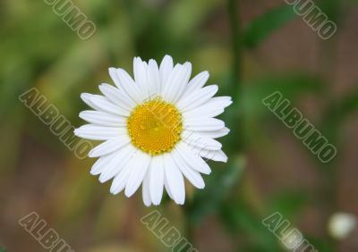dewy daisy