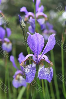 dewy iris