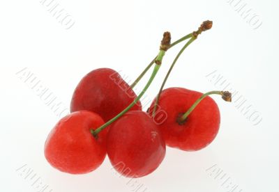 sweet cheries on white